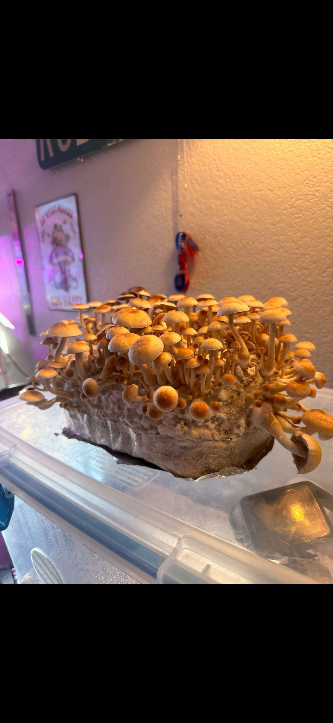 Small Grow Kit